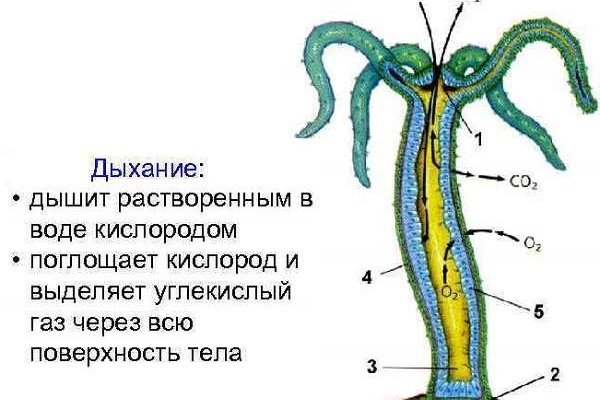 Kra16.at